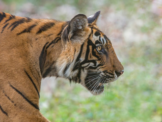 Tiger Noors Cubs  at Ranthambhore National Park,Rajasthan,India,Asia