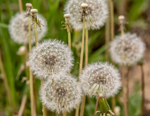 dandelion blowball in the spring