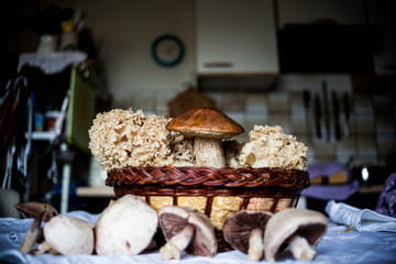 Pilze Krause Klucke und Birkenpilz