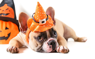 Cute French bulldog with hat halloween isolated