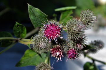 Small beautiful flowers with thorns. Macro. Russia.