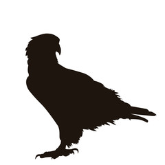 Eagle Silhouette