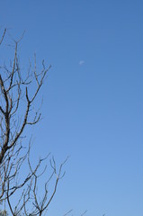 Moon and Branches