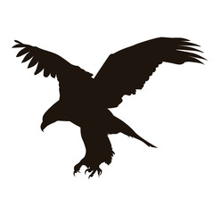 Obraz premium Eagle Silhouette