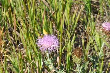 Thistle and Insects