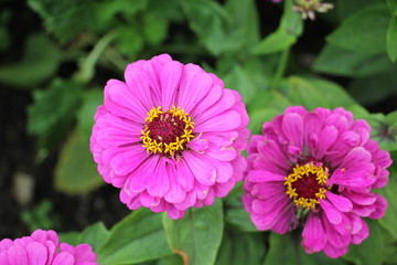 Obraz premium zinnia flowers in the garden