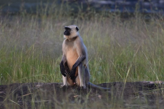 Indian Langur (Semnopithecus) monkey sitting on the rock during the sunrise for great sunbath sighted during a safari at Panna National Park, Madhya Pradesh, India, Asia