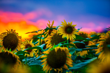 Sunflowers at the sunset