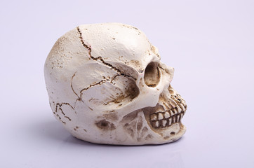 Human skull on  white background