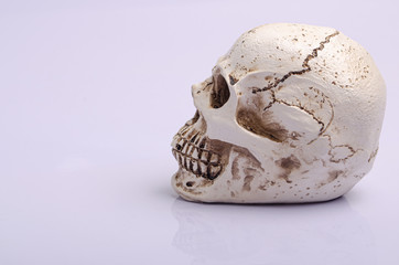 Human skull on  white background