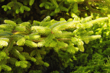 Background of tender young branches of Christmas tree