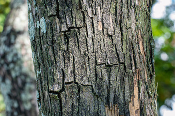 bark of a tree