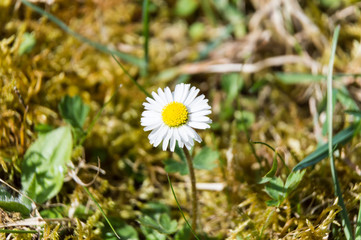 Daisy flower blooming on moss