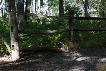 Old wooden fence with ferns at the bottom