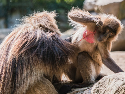 Dschelada, Blutbrustpaviane beim Lausen, Theropithecus gelada