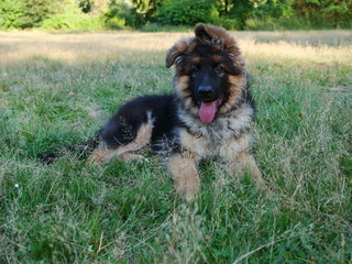 reinrassiger Schäferhund Welpe liegt im Gras mit rausgestreckter Zunge 