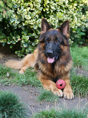 reinrassiger deutscher Schäferhund im Gras liegend