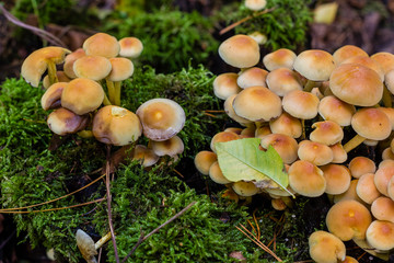 Green leaved sulfur head on a tree stump, Hypholoma fasciculare, mushrooms