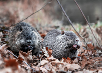 otter