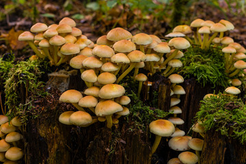 Green leaved sulfur head on a tree stump, Hypholoma fasciculare, many mushrooms on a tree trunk