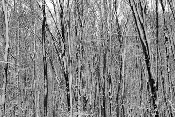 The trunks and branches of trees provide winter texture