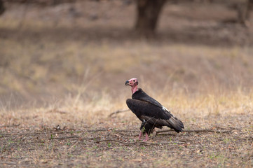 King Vulture at Ranthambhore National Park,Rajasthan,India,Asia