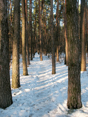 Snowy trail stretches between rows of tall tree trunks in a forest