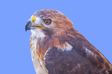 Red-tailed hawk or Buteo jamaicensis