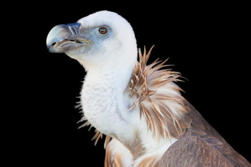 Griffon Vulture or Gyps fulvus perched