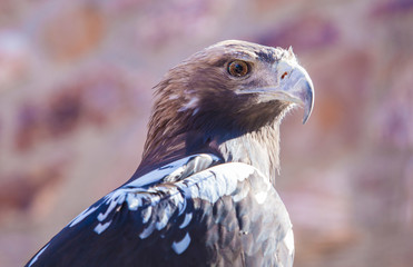 Spanish imperial eagle.or Aquila adalberti. Portrait