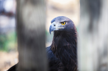 Iberian golden eagle or Aquila chrysaetos homeyeri