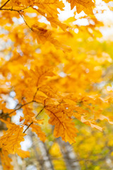 Yellow leaves of an old oak. Autumn background.