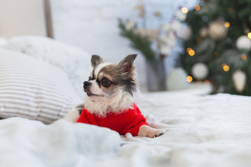 Fototapeta na wymiar Pretty chihuahua puppy dog wearing red warm sweater in scandinavian style bedroom with Christmas tree, lights, decorative pillows. Pets friendly hotel or home room. Animals care concept.