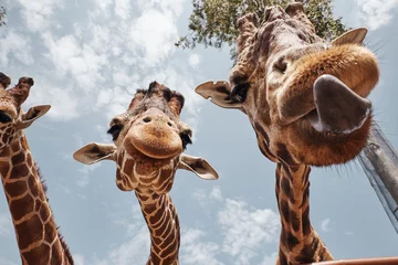 Fotobehang two huge giraffes sticking out their tongues © Yoss