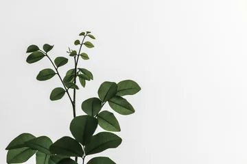 Fotobehang green plant isolated on white background © Touchi
