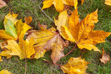 Autumn colored maple leaves lie on the grass