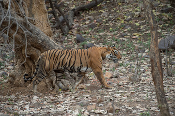 Tigress Noor aka T39 at Water hole at Ranthambhore National Park,Rajasthan,India,Asia