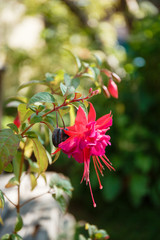 Fuchsia closeup in terracotta pot. Purple Fuchsia in pot. Fuchsia (Fuchsia hybrida) in greenhouse.