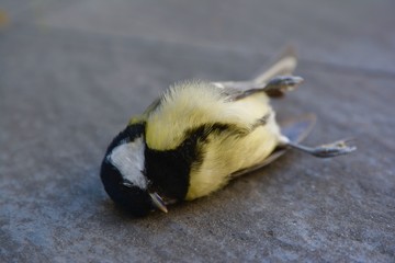 Blaumeise Vogel Tot