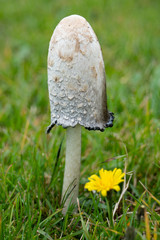 shaggy ink cap mushroom coprimus comatus in the green in Iceland