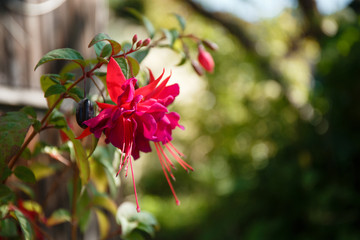 Fuchsia closeup in terracotta pot. Purple Fuchsia in pot. Fuchsia (Fuchsia hybrida) in greenhouse.