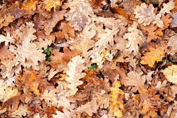 Yellow leaves of an old oak. Autumn background.