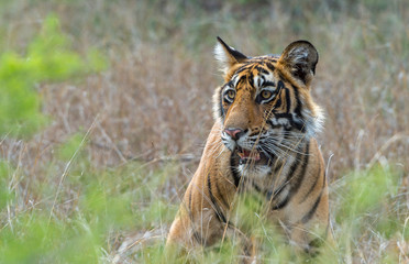 Fototapeta premium Tiger Noors Cub at Ranthambhore National Park,Rajasthan,India,Asia