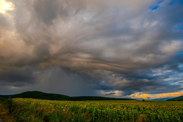 Storm clouds in the summer near sunflowers field