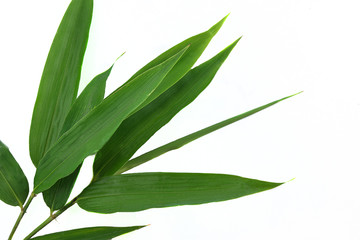 Green bamboo leaves isolated on the white background