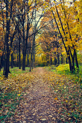 Alley in the autumn park. Fallen leaves. Sad autumn landscape.