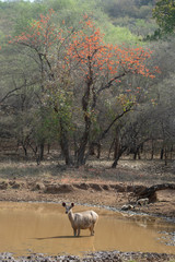 Sambhar Deer in Waterhole at Ranthambhore National Park,Rajasthan,India,Asia