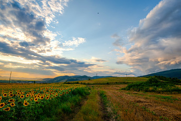 Sunflowers landscape