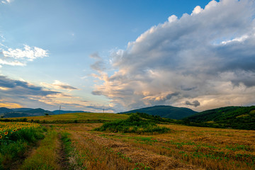 Sunflowers landscape