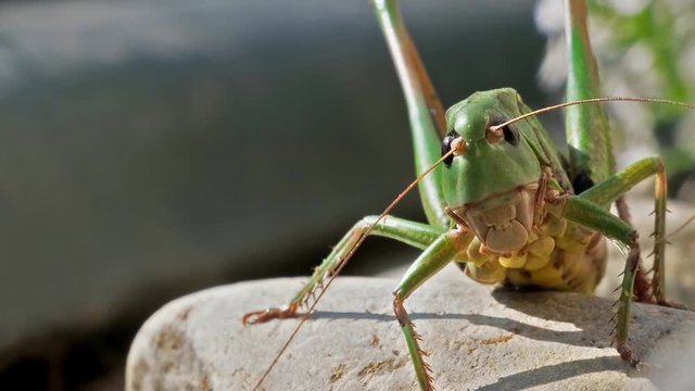 Big green Grasshopper on the snone